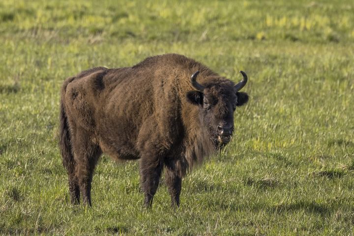 Puszcza Białowieska: żubry i ostatni las pierwotny