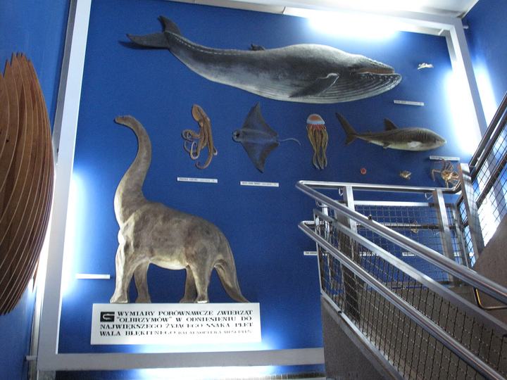 Akwarium Gdyńskie — The aquarium (Akwarium Gdyńskie) in Gdynia, Poland.