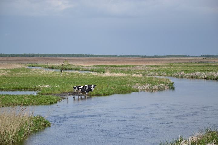 Biebrza — This is a photograph of a Natura 2000 protected area with ID