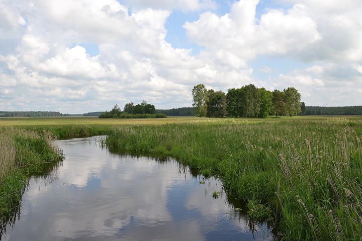 Biebrzański Park Narodowy – bagna i łosie