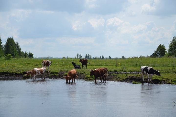 Biebrzański Park Narodowy — Biebrza National Park, Poland