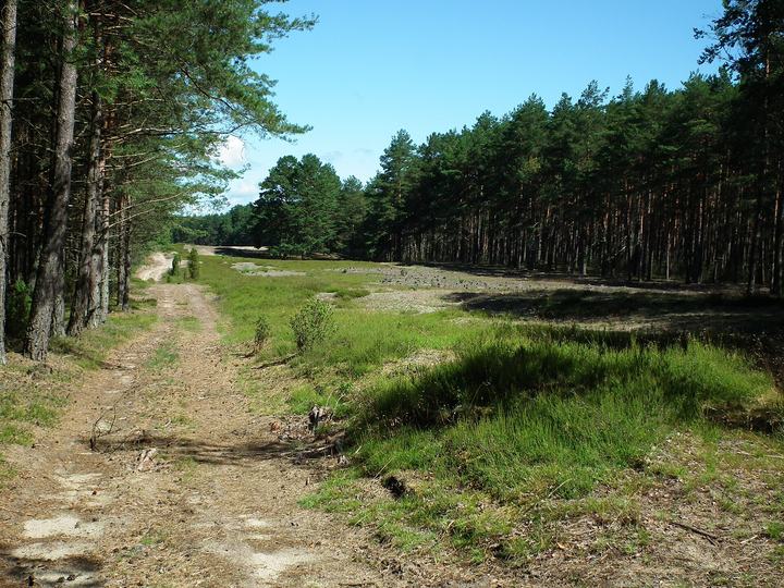 Bory Tucholskie rowerem — Park Narodowy Bory Tucholskie.