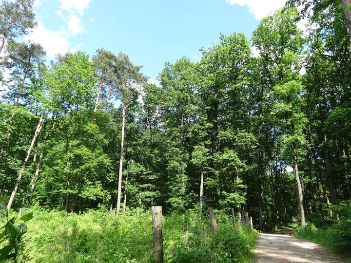 Bydgoszcz — Leśny Park Kultury i Wypoczynku "Myślęcinek" w Bydgoszczy