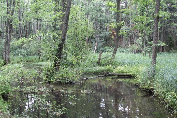 Czartowe Pole — Nature reserve Czartowe Pole