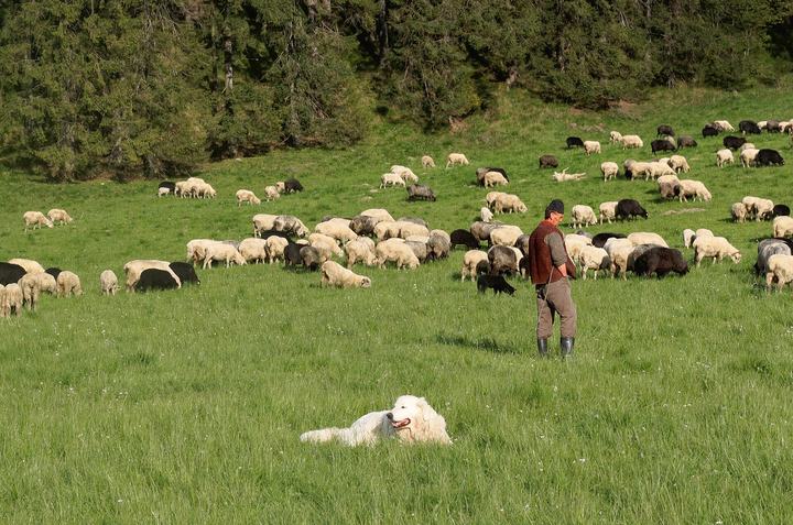Dolina Kościeliska i Jaskinia Mroźna — Grazing sheep in Kościeliska Valley, Tatra Mountains