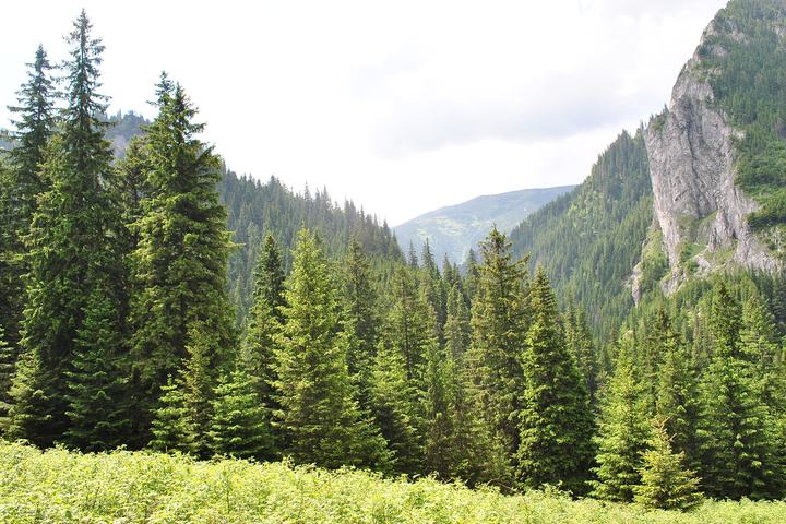 Dolina Kościeliska i Jaskinia Mroźna — Tatry. Dolina Kościeliska - widok ogólny