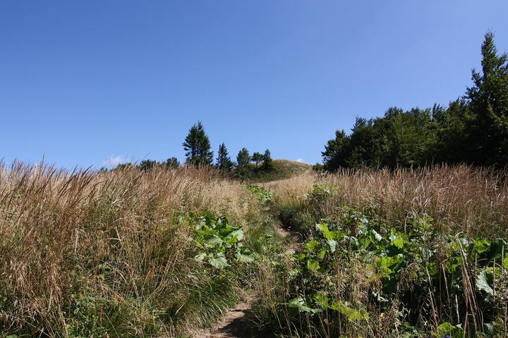 Główny Szlak Beskidzki — Path from Kalnica to Smerek.
