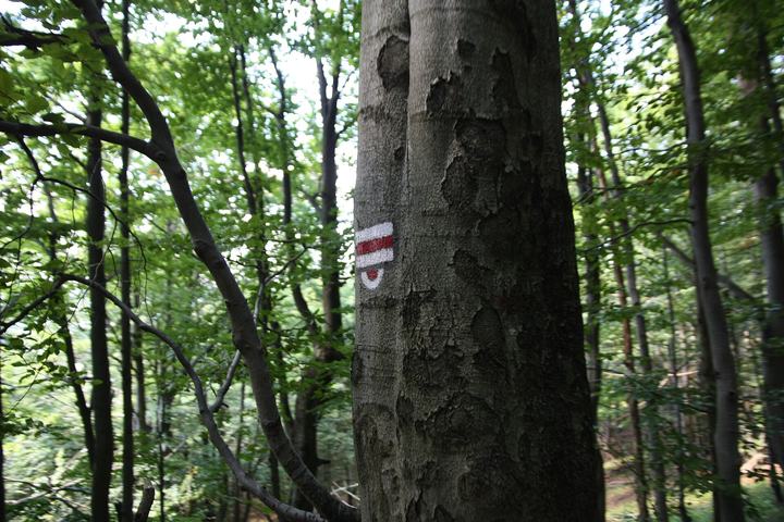 Główny Szlak Beskidzki — Path from Kalnica to Smerek.