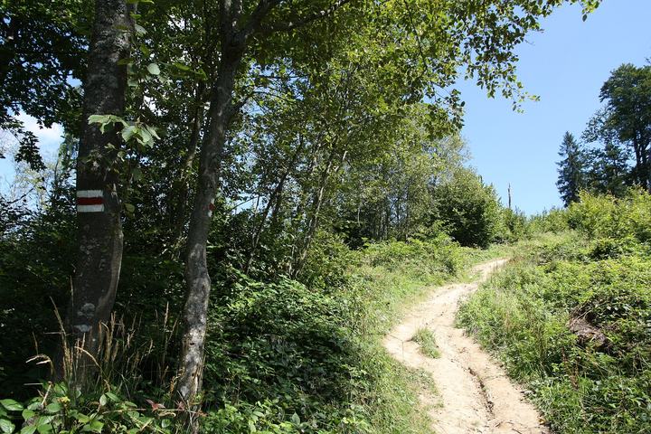 Główny Szlak Beskidzki — Path from Kalnica to Smerek.