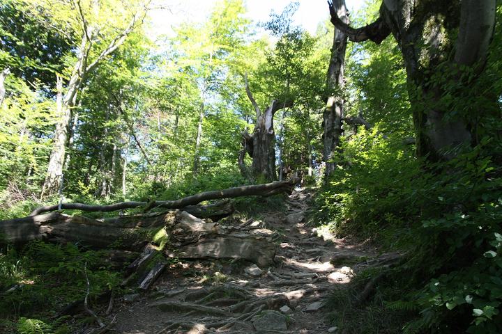 Główny Szlak Beskidzki — Path from Kalnica to Smerek.