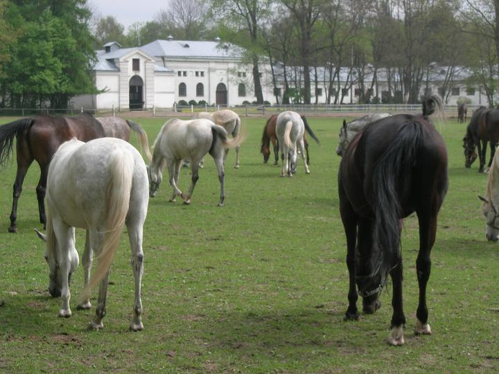 Janów Podlaski — Stadnina Koni