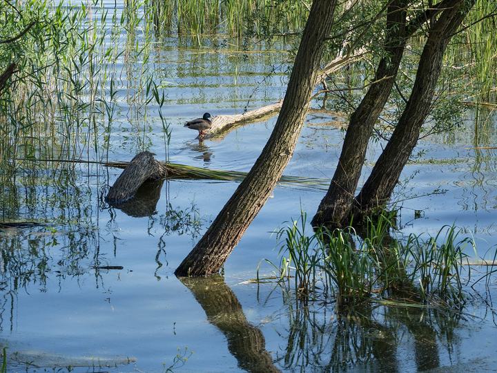 Jeziora Turawskie — This is a photography of protected area with CRFOP ID