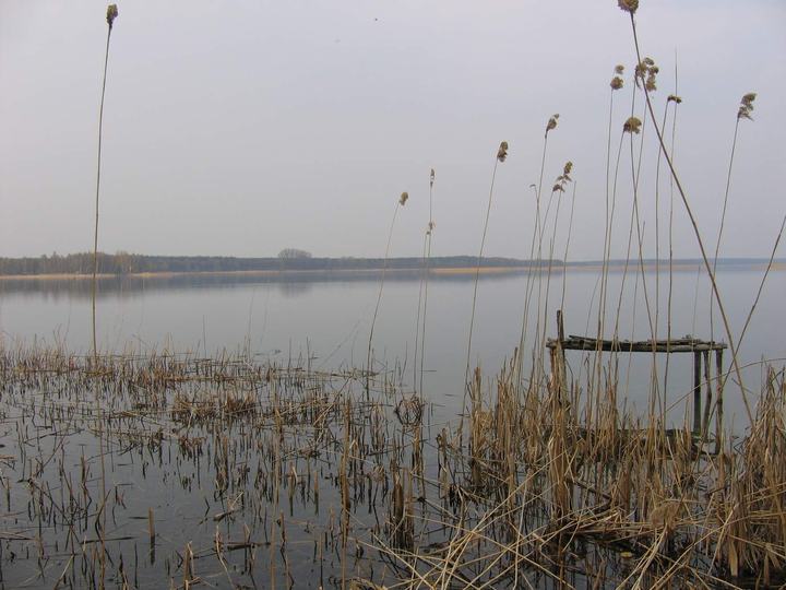 Jezioro Powidzkie — Jezioro Powidzkie, widok od strony północno-wschodniej
