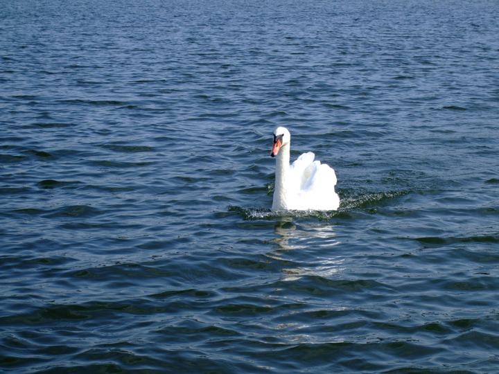 Jezioro Wdzydze — Jezioro Wdzydze. Borsk.