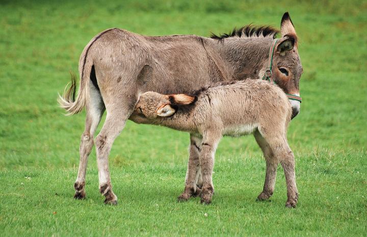 Kadzidłowo — A female donkey ( Equus asinus ) with her foal in Kadzidłowo .