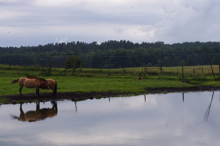 Kadzidłowo — Park Dzikich Zwierząt w Kadzidłowo