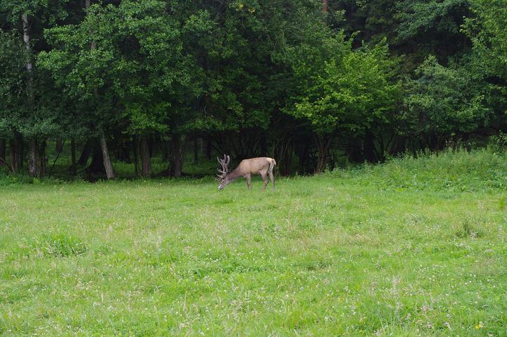 Kadzidłowo — Park Dzikich Zwierząt w Kadzidłowo
