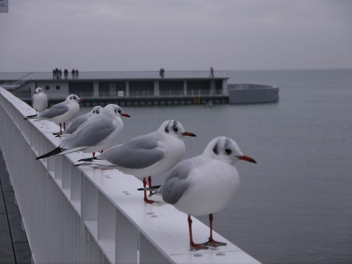 Kołobrzeg — Kołobrzeg - molo