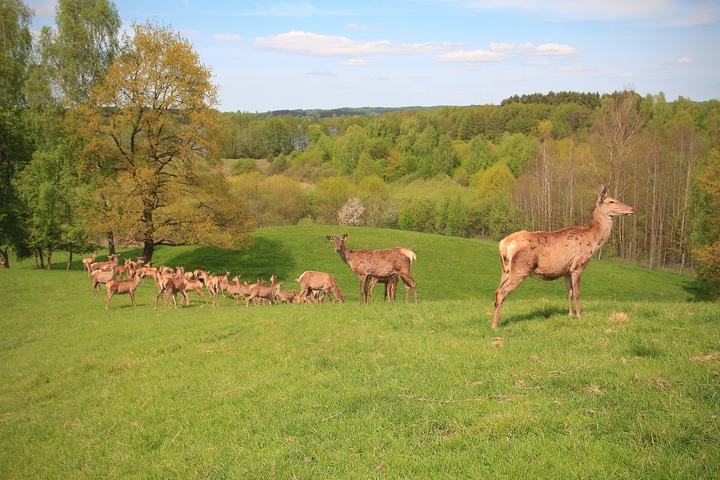 Kosewo — Deer Farm, Kosewo
