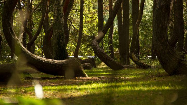 Krzywy Las w Nowym Czarnowie — Crooked Forest, Nowe Czarnowo
