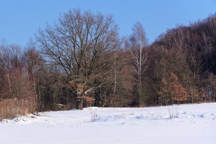 Las Wolski — Wolski Forest in Kraków