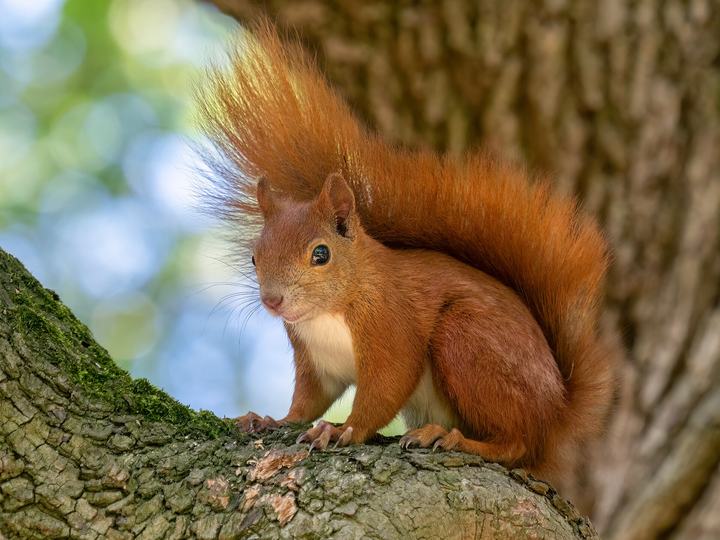 Łazienki Królewskie — Red squirrel in Royal Lazienki Park