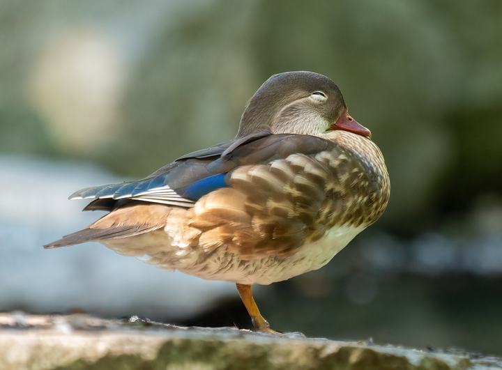 Łazienki Królewskie — Mandarin duck drake in eclipse plumage in Royal Lazienki Park