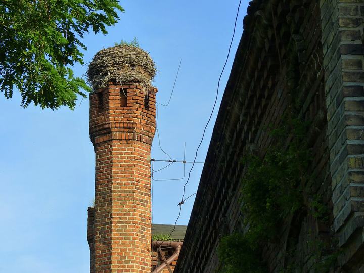Lubostroń — Lubostroń opuszczone gniazdo.