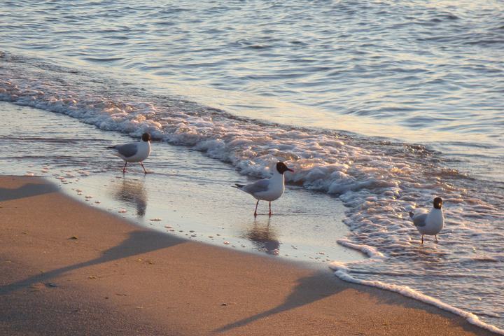 Międzywodzie — Międzywodzie plaża, mewy na plaży