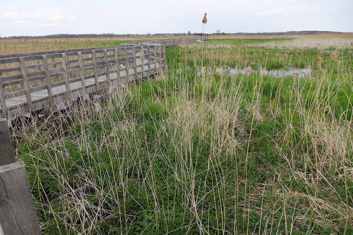 Narwiański Park Narodowy — Kładka Waniewo-Śliwno w Narwiańskim Parku Narodowym