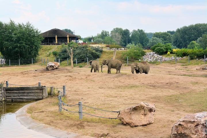 Nowe Zoo w Poznaniu — Wybieg słoni w poznańskim Nowym Zoo