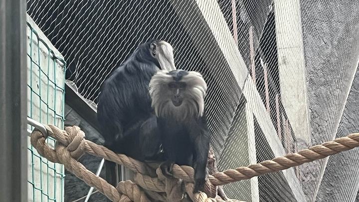 Orientarium Zoo Łódź — Picture of Macaca silenus, captured in the orientarium zoo in łódź, poland