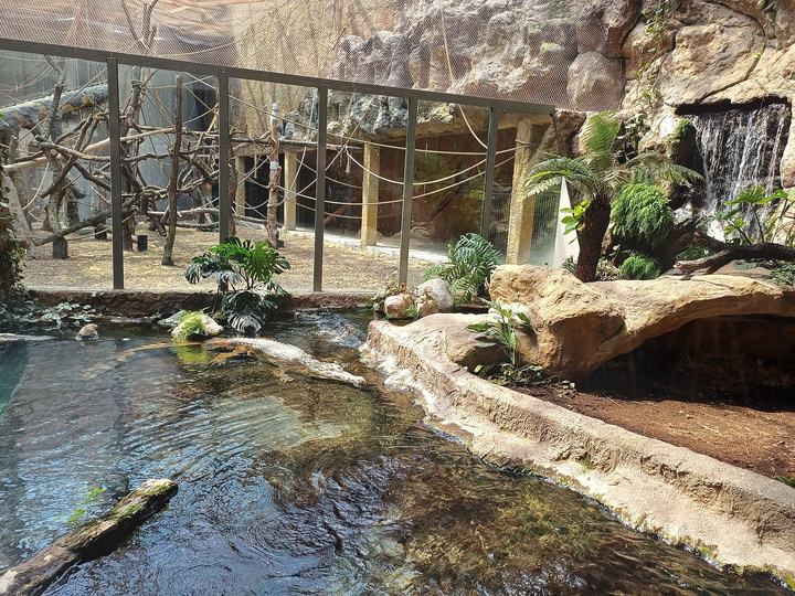 Orientarium Zoo Łódź — Tomistoma schlegelii in Orientarium, Łódź Zoo
