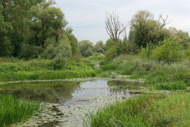 Park Narodowy „Ujście Warty” – ptasi raj