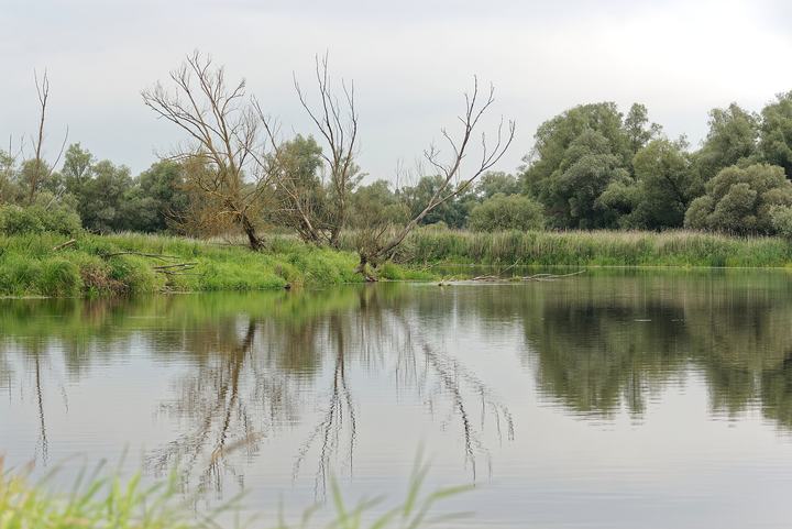 Park Narodowy „Ujście Warty” — Postomia River, the 'Wetlands' trail near Kostrzyn nad Odrą, Ujście Warty National Park