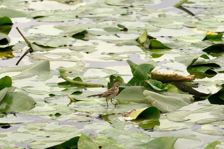 Park Narodowy „Ujście Warty” — Postomia River's wetlands, Ujście Warty National Park