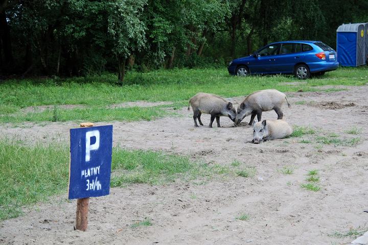 Piaski — Piaski (Krynica Morska)