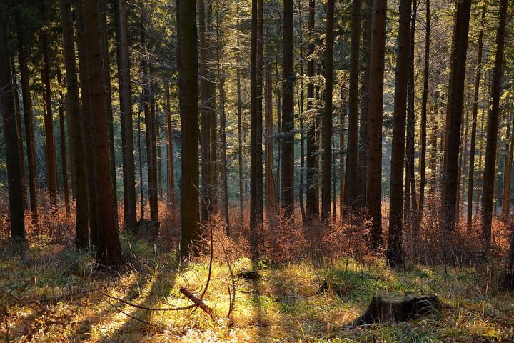 Pilsko z Korbielowa przez Halę Miziową — Forest near Pilsko, Beskid Żywiecki mountains, Poland