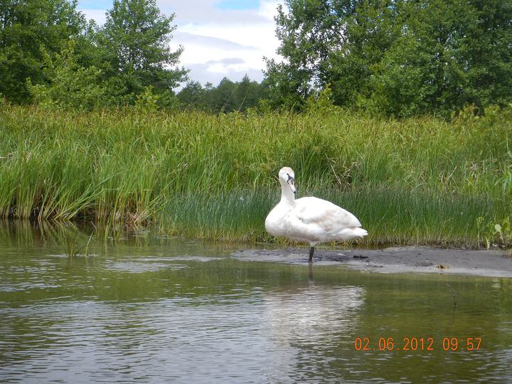 Pisz — Gmina Pisz, Poland