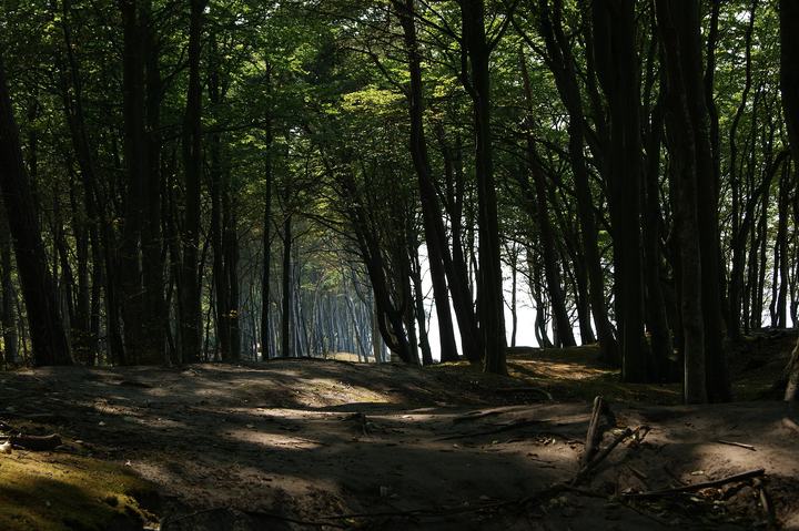 Poddąbie — Poddąbie las