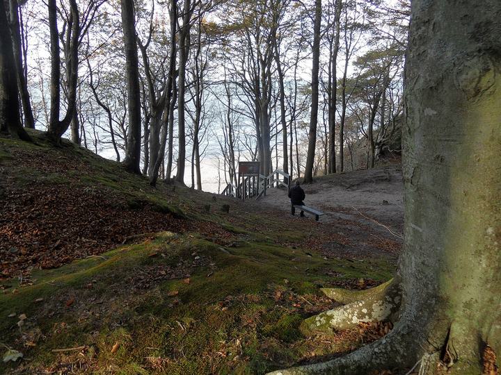 Poddąbie — Poddąbie; sąsiedztwo osady - las bukowo-sosnowy nad morzem