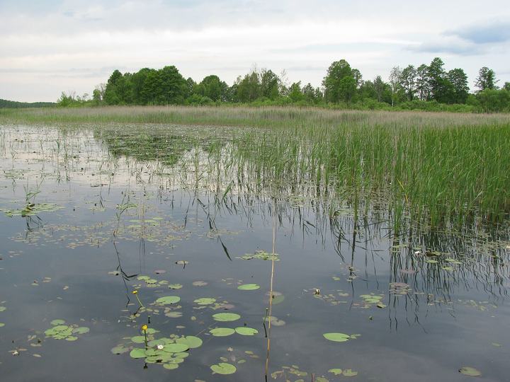 Poleski Park Narodowy — Jezioro Łukie w Poleskim Parku Narodowym.