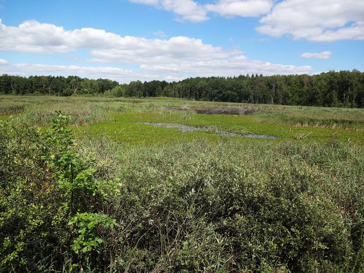 Poleski Park Narodowy — Staw Perehod widziany z wieży obserwacyjnej na ścieżce "Perehod" w Poleskim Parku Narodowy