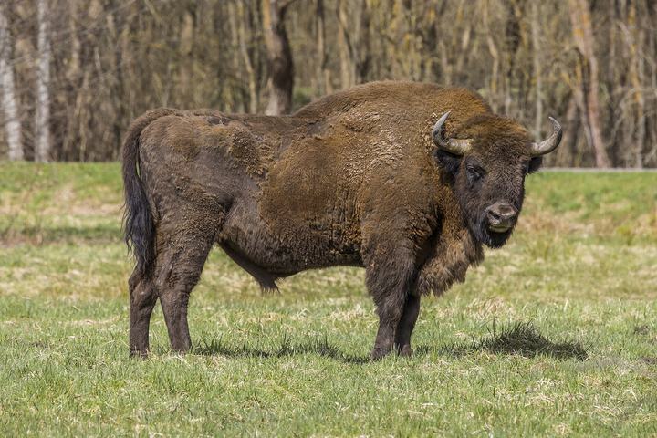Puszcza Białowieska rowerem