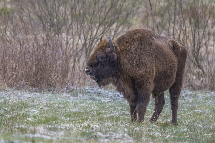 Puszcza Białowieska rowerem — European bison ( Bison bonasus ) young male, Białowieża Forest, Poland