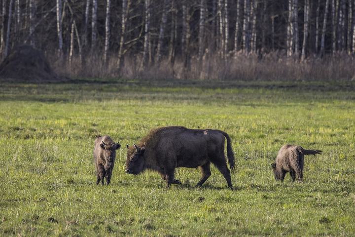 Puszcza Białowieska rowerem — European bison ( Bison bonasus ) female and calves, Białowieża Forest, Poland