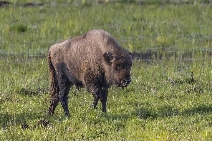 Puszcza Białowieska rowerem — European bison ( Bison bonasus ) calf, Białowieża Forest, Poland