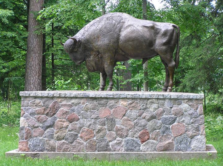 Puszcza Białowieska — zdjęcie 2