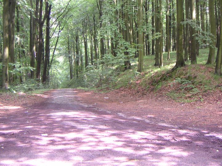 Puszcza Bukowa — Szczeciński Park Krajobrazowy "Puszcza Bukowa", Przełęcz Bukowa, początek Drogi Dolinnej, 