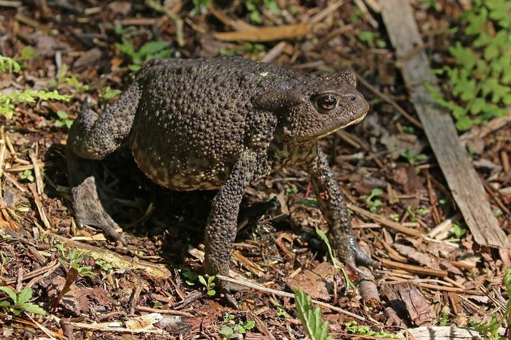 Puszcza Kampinoska rowerem